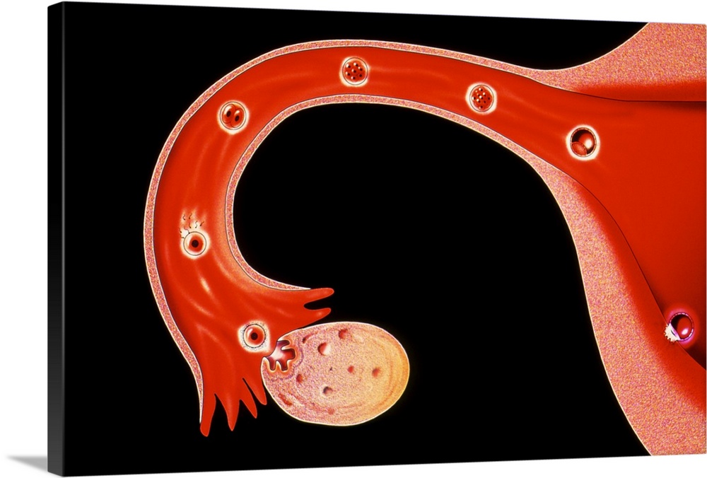 Fertilisation and implantation. Artwork of the first week of human life, from egg fertilisation to embryo implantation in ...