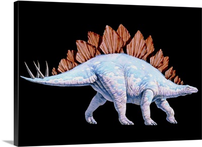 Artwork of Stegosaurus dinosaur, Stegosaurus sp