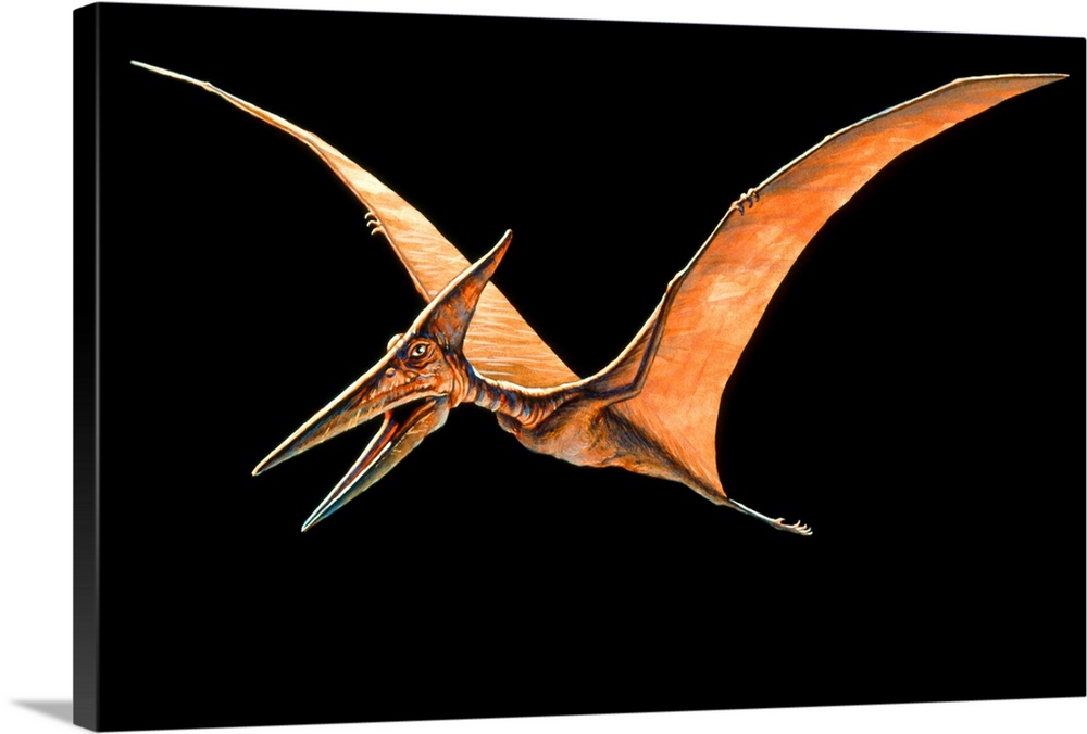 Pteranodon. Artwork of the flying reptile Pteranodon sp.. This genus dates from the Upper Cretaceous period (about 80 mill...