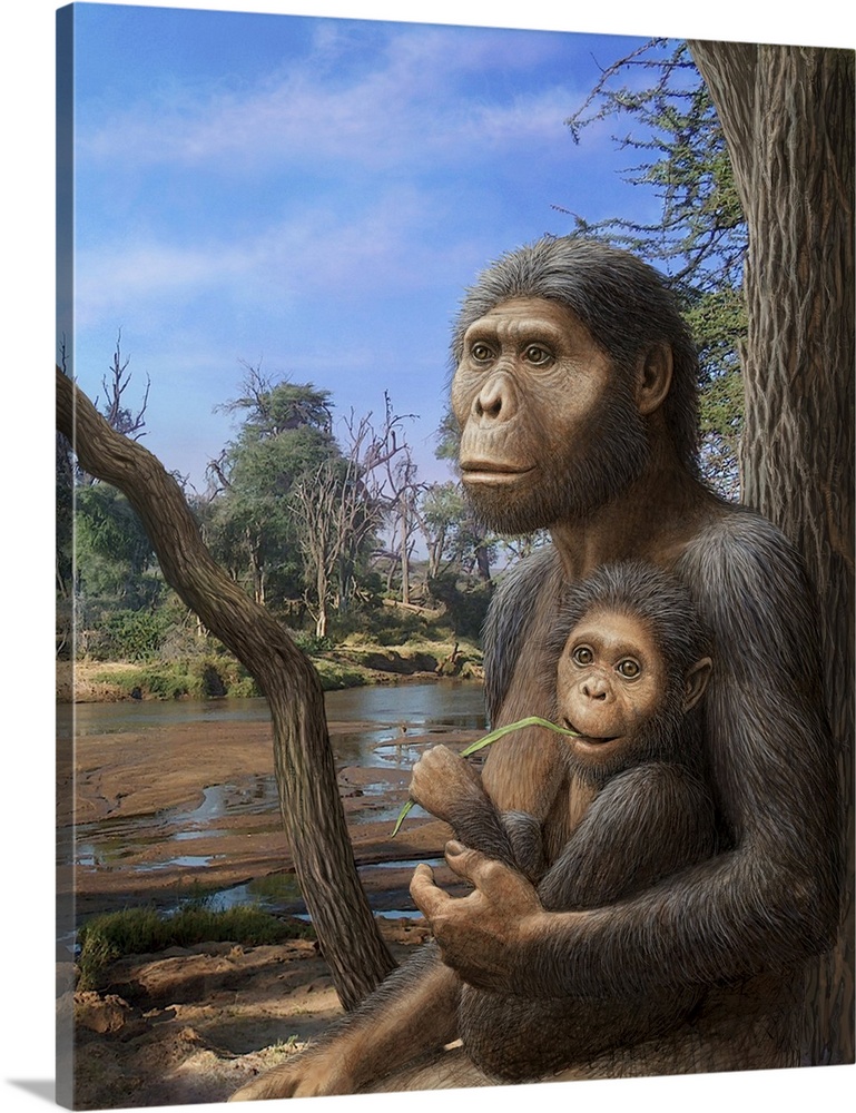 Australopithecus afarensis. Artwork of a female Australopithecus afarensis hominid with her child. This hominid lived betw...