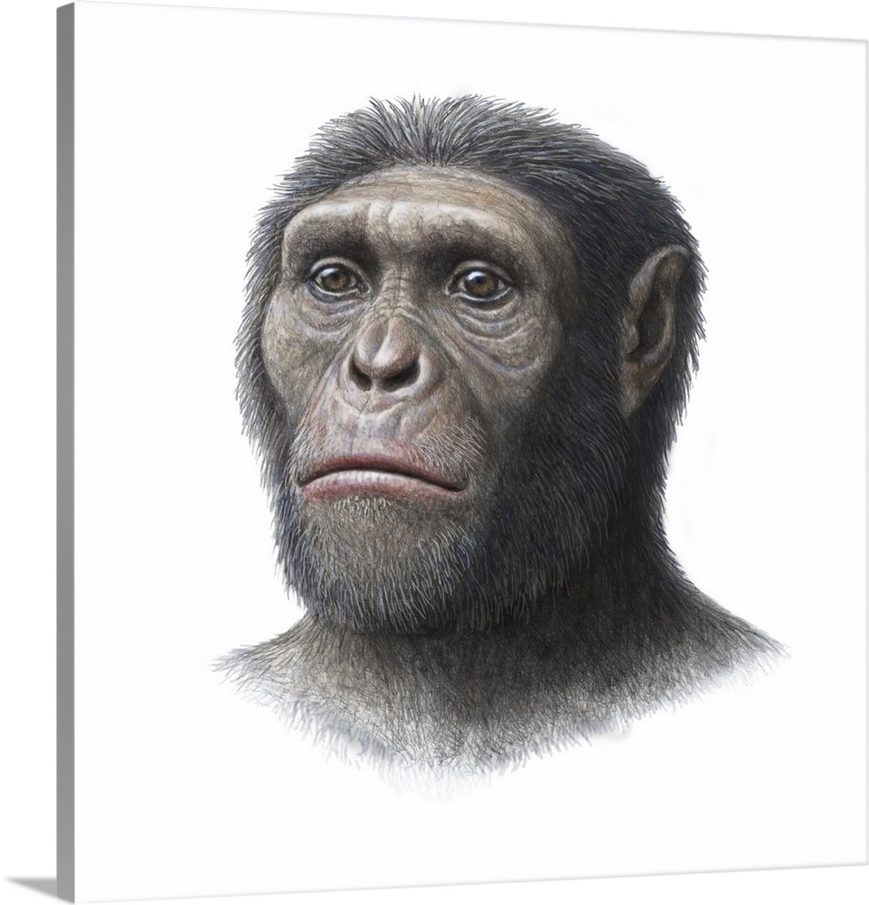 Australopithecus sediba. Artwork of the head of a juvenile male Australopithecus sediba hominid, which lived in Southern A...