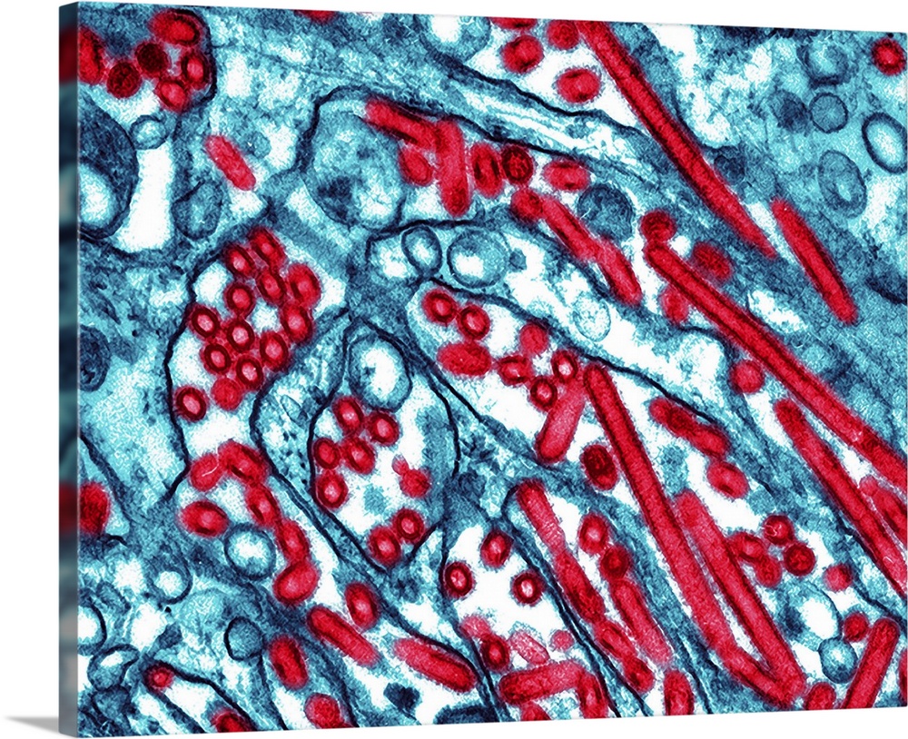 Avian flu. Coloured transmission electron micrograph (TEM) of influenza A virus particles (red). This is strain H5N1, whic...