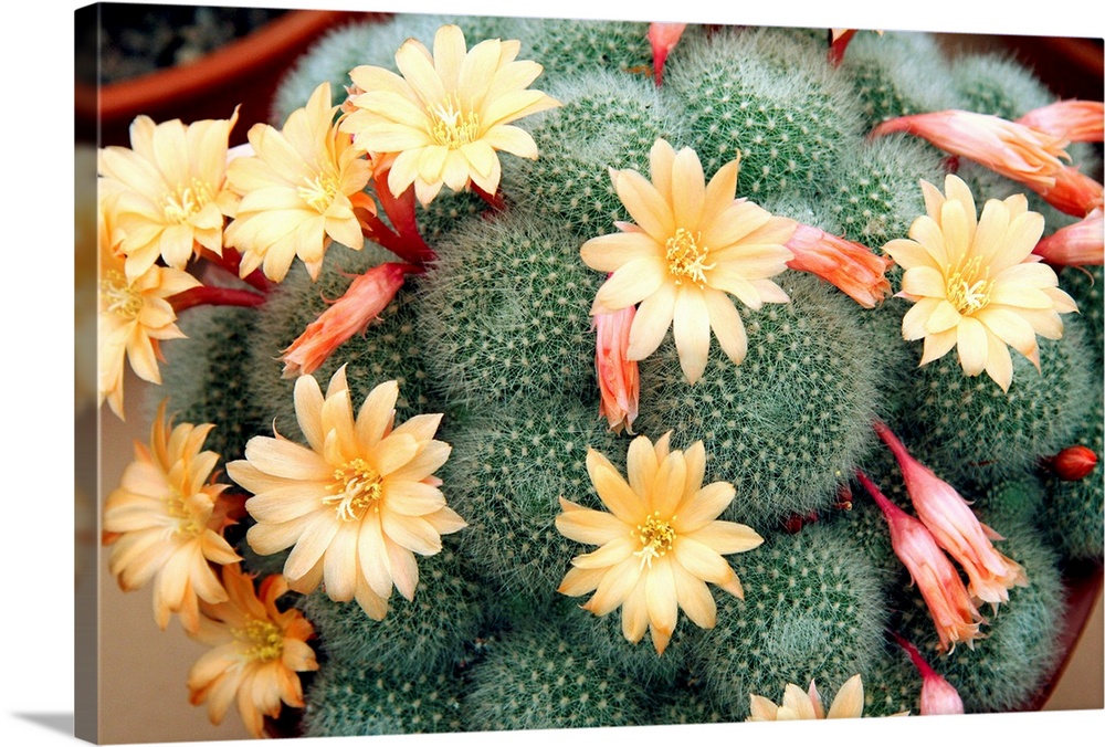 Aylostera cactus (Aylostera 'Apricot Ice').
