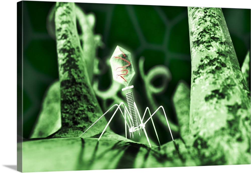Bacteriophage virus on a bacterium, computer artwork. Bacteriophages, or phages, are viruses that infect bacteria. A bacte...