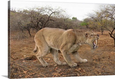 Barbourofelis Fricki, Illustration