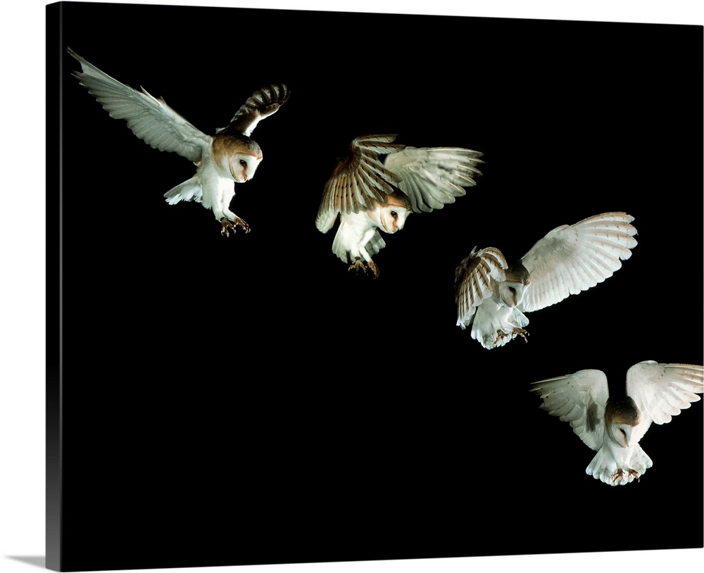 Barn owl. Composite image of high-speed photographs of a European barn owl (Tyto alba) swooping from the air to capture it...