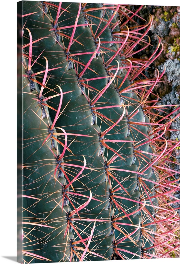 Spines of Fishhook Barrel Cactus (Ferocactus wislizenii). Photographed in Arizona, USA.