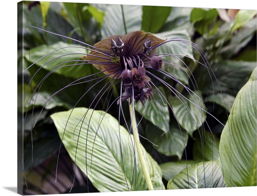Bat flower (Tacca chantrieri). This plant originates from South-East Asia. Photographed in China.