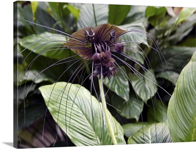 Bat flower (Tacca chantrieri)