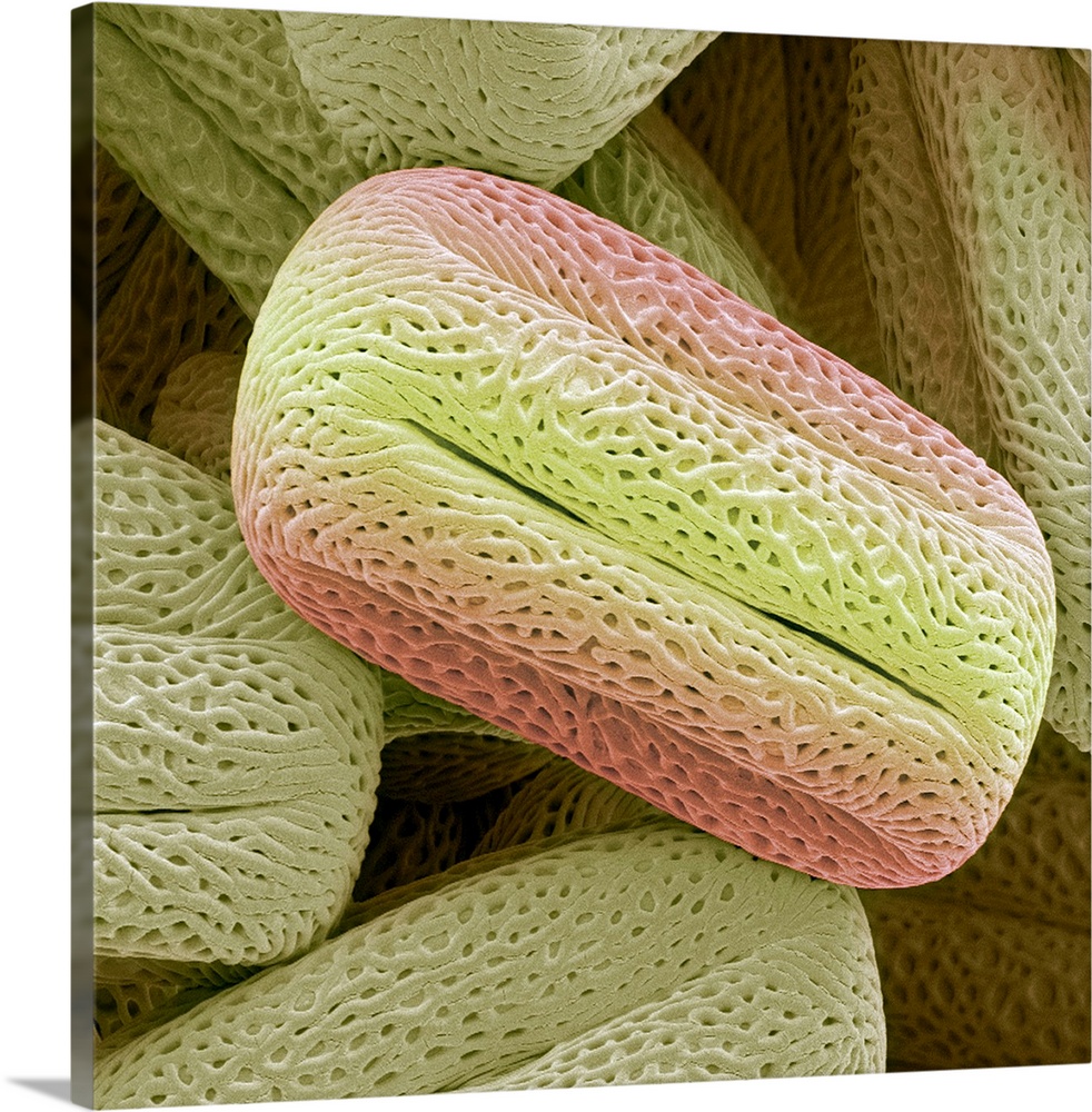 Bay tree (Laurus nobilis) pollen grains, coloured scanning electron micrograph (SEM). Magnification: x1300 when printed at...