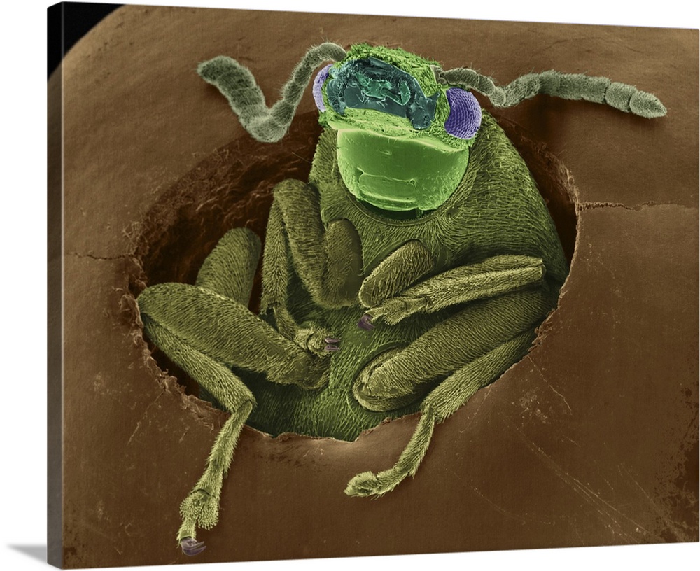 Coloured scanning electron micrograph (SEM) of Bean weevil emerging from a bean seed (Acanthoscelides obtectus). Acanthosc...