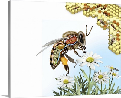 Bee anatomy, artwork