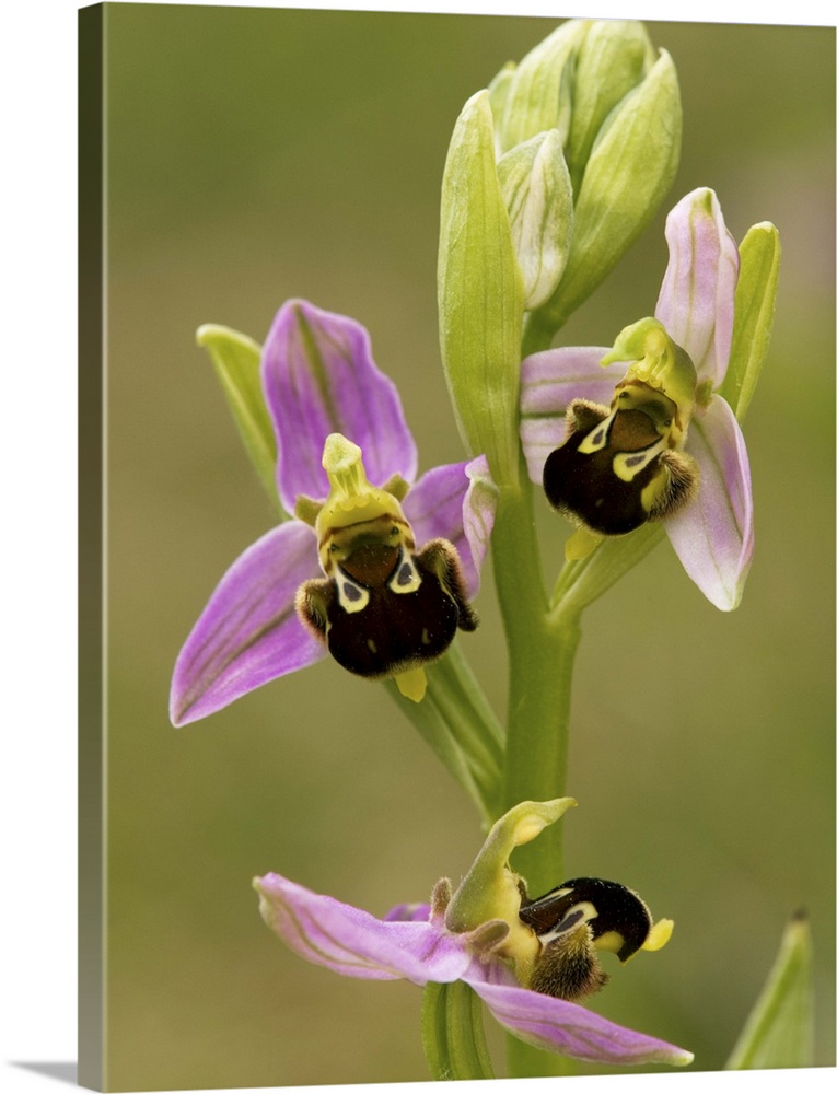 Bee orchid (Ophrys apifera) flowers. This is one of the bee orchids, named for the distinctively shaped and marked parts t...