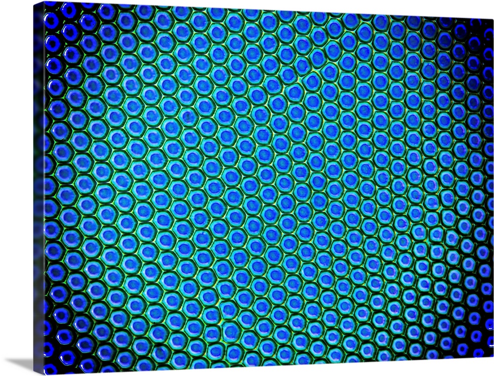 Beetle compound eye. Polarised light micrograph of a portion of the compound eye of a great diving beetle (Dytiscus sp.), ...
