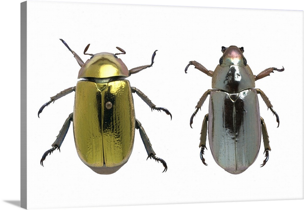 Beetles with metallic iridescence. Pair of beetles with gold (left) and silver (right) metallic iridescence. These specime...