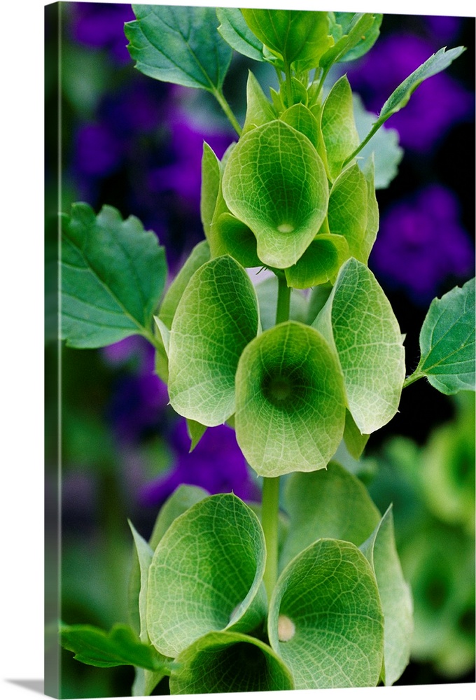 Bells of Ireland flowers (Moluccella laevis).