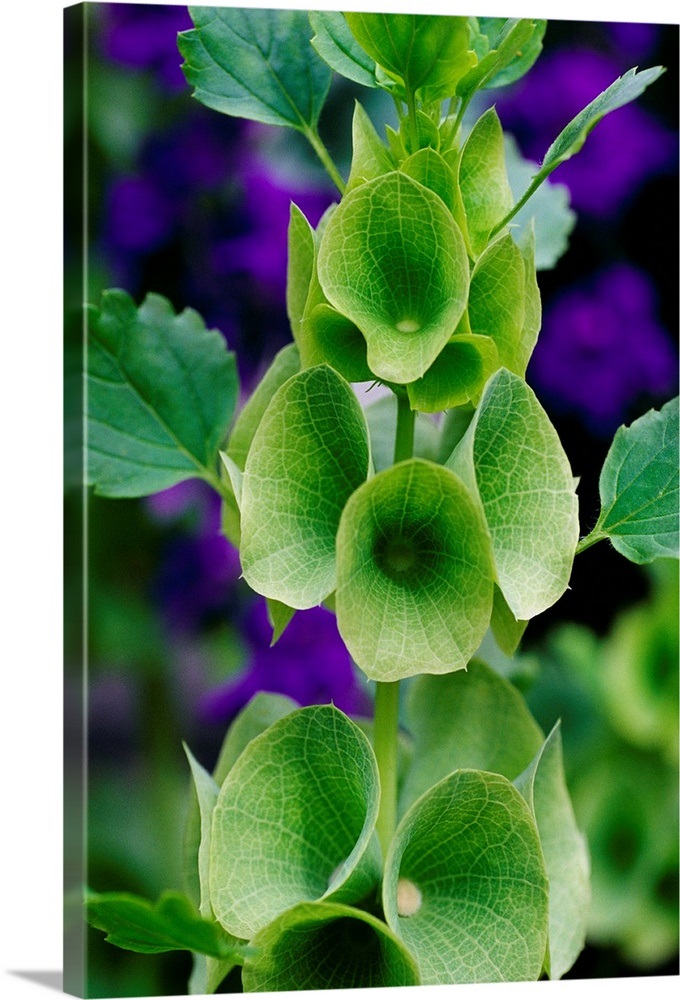 Bells of Ireland (Moluccella laevis) Wall Art, Canvas Prints, Framed