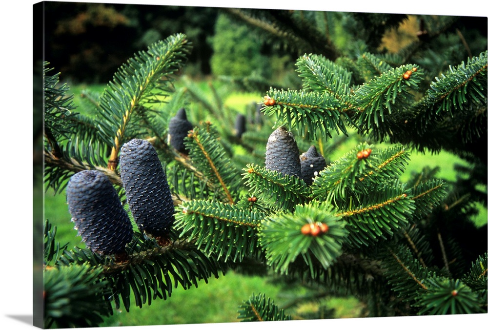 Bhutan fir (Abies densa). The black structures are the female cones.