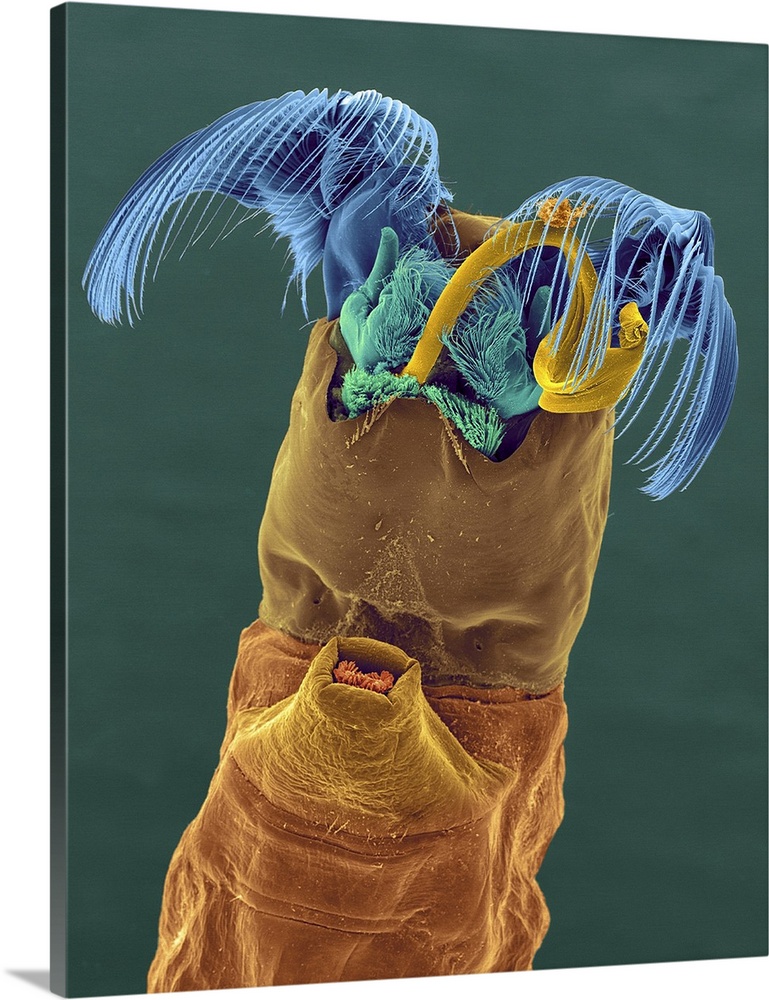 Coloured scanning electron micrograph (SEM) of Black fly larva (Simulium hippovorum). Note the ribbon of silk coming from ...