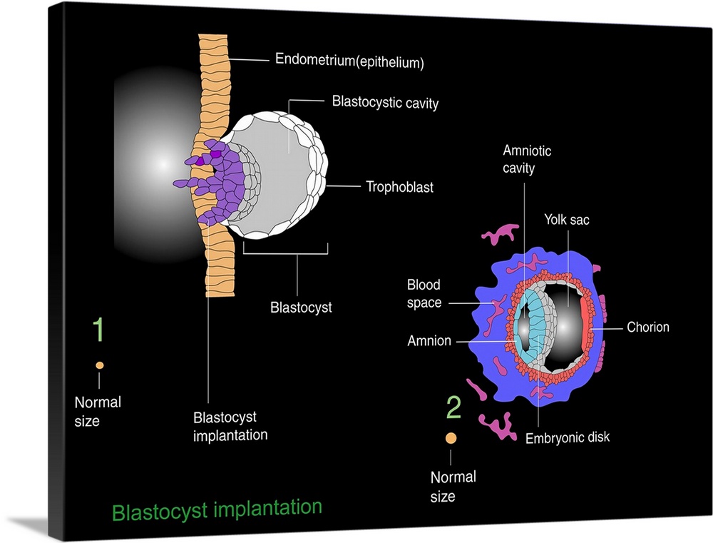 Blastocyst implantation. Diagram of the blastocyst (lower right), a cellular stage that occurs during human (and all mamma...