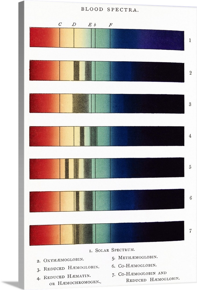 Blood spectra, 19th century artwork. These spectra, showing the results of analysis of blood samples, are from Text-book o...