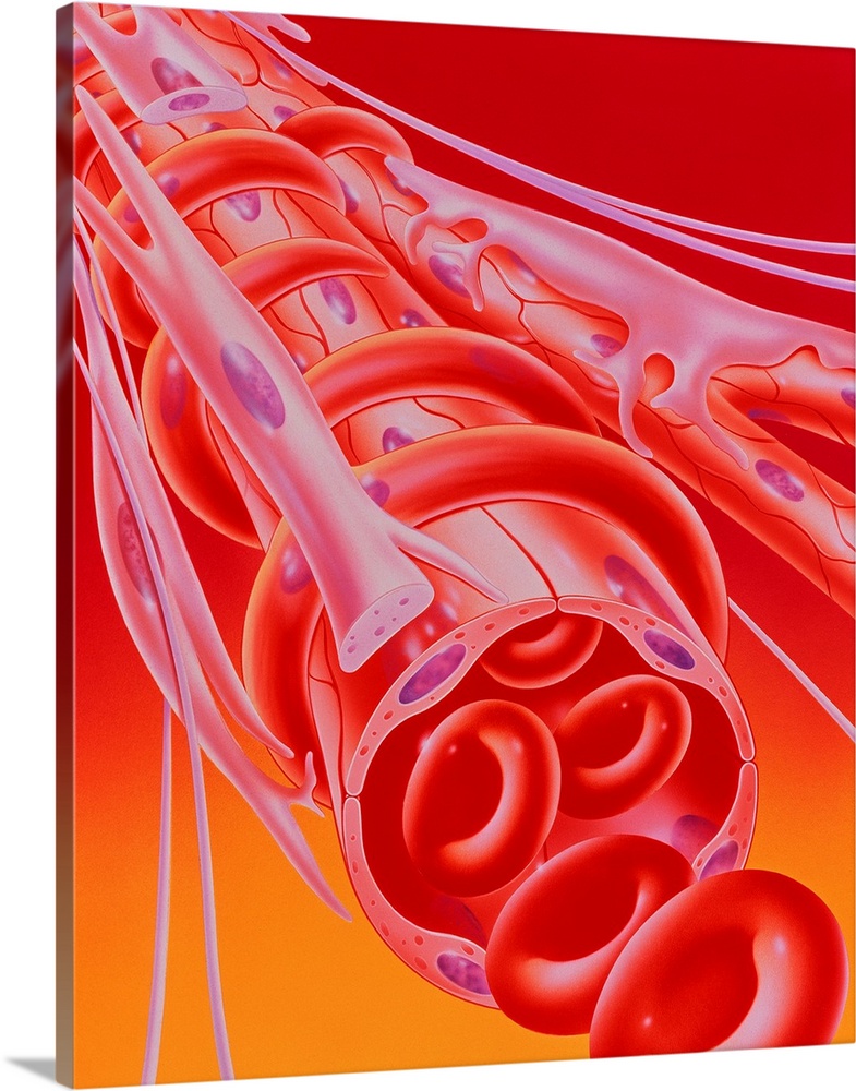 Arteriole and capillaries. Illustration of a peripheral arteriole carrying red blood cells (foreground), and capillaries (...