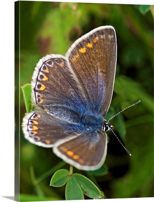 Blue butterfly (Polyommatus icarus)