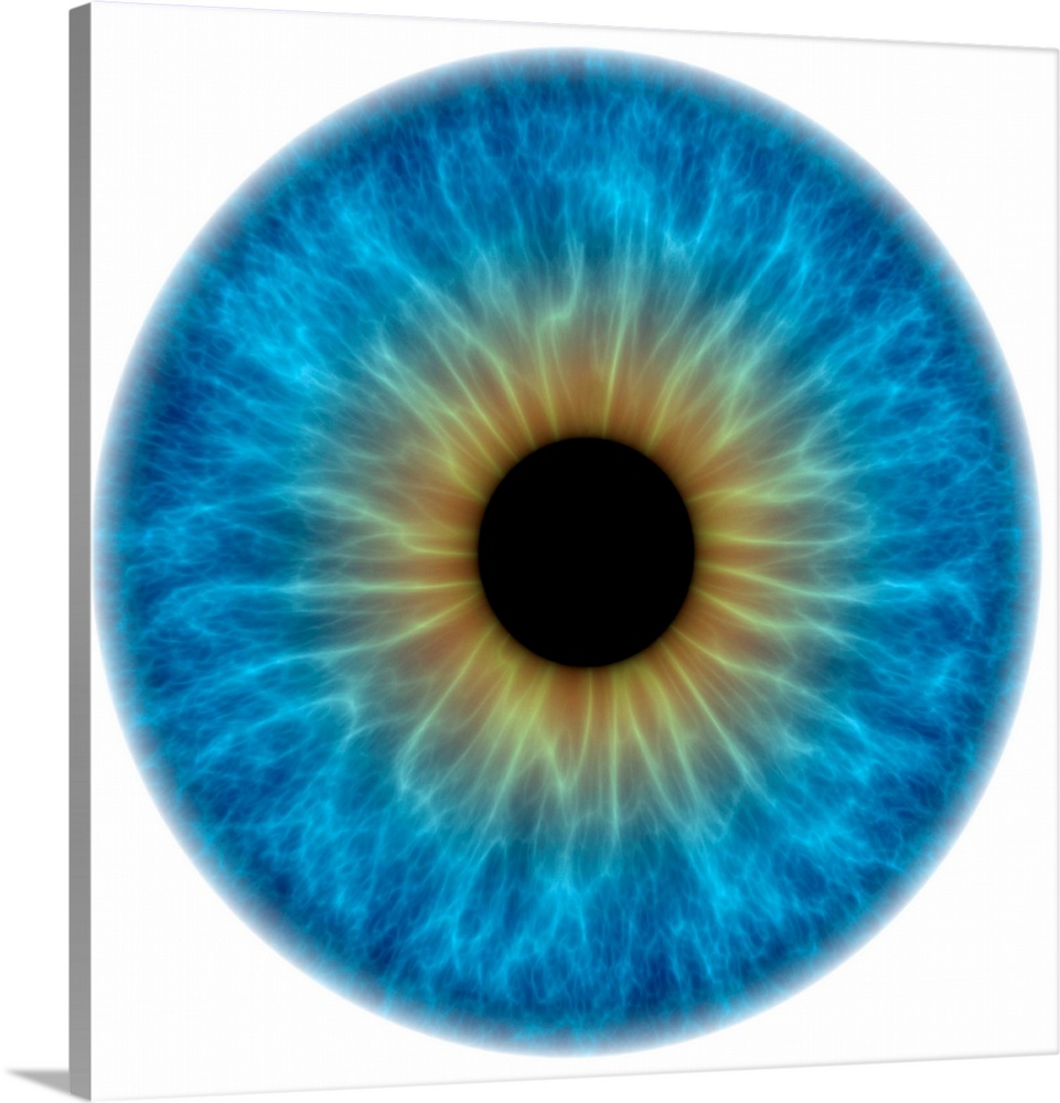 Blue eye. Computer artwork of a close-up of the iris and pupil of an eye. The iris, a coloured muscular ring, regulates th...