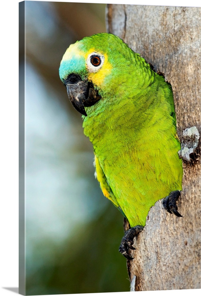Blue-fronted parrot (Amazona aestiva), emerging from a tree hole. This parrot nests in tree cavities. It is found in woodl...