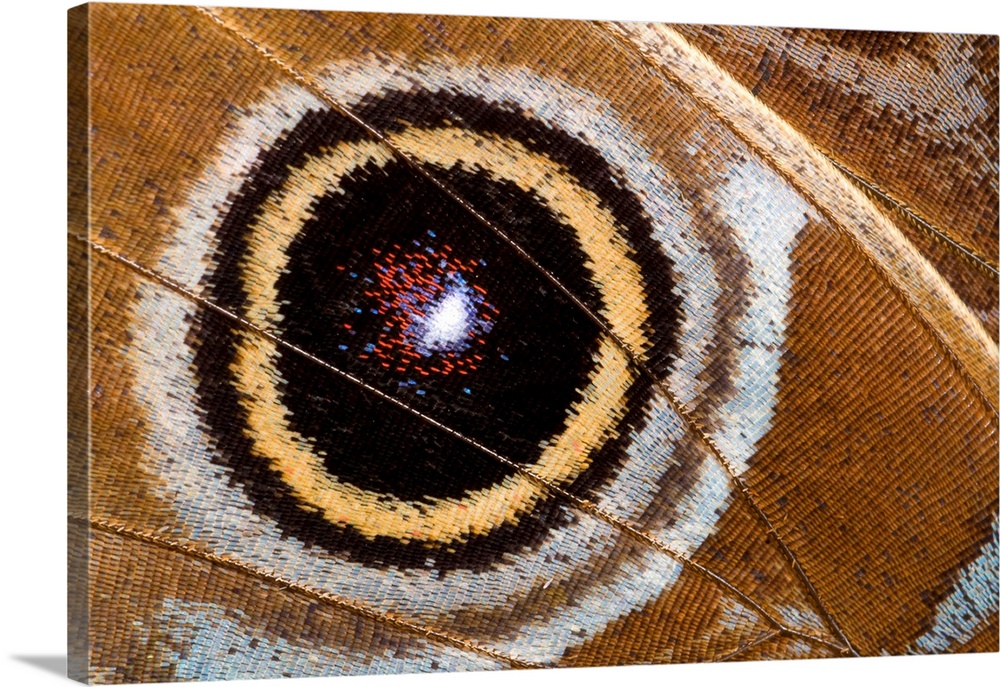 Macro abstract image of the underwing eye-spot of a blue morpho butterfly (Morpho peleides) at the Long Sutton Butterfly a...