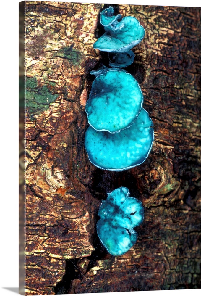 Blue stain fungi (Chlorociboria aeruginascens) on rotting wood. This inedible fungus stains the wood it grows on a blue-gr...