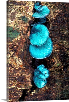 Blue stain fungi