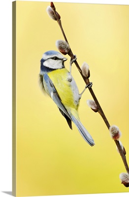 Blue Tit On Pussy Willow