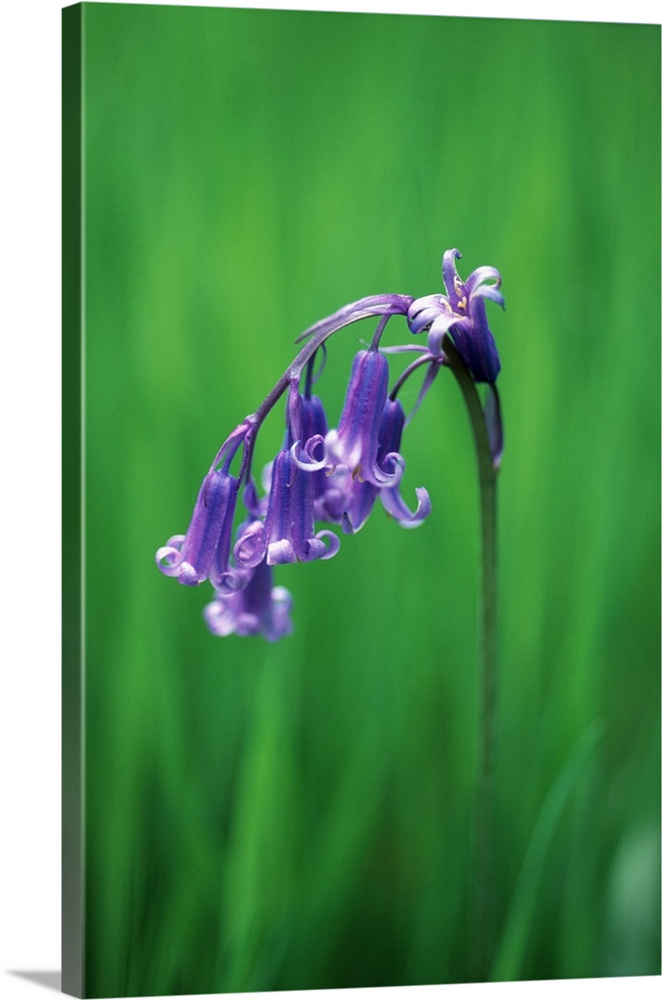 Bluebell flower (Hyacinthoides non-scripta). This perennial plant flowers in spring, and is found throughout the British I...
