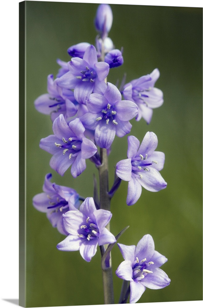 Bluebell flowers. This plant is a hybrid of the common bluebell (Hyacinthoides non-scripta) and the spanish bluebell (Hyac...