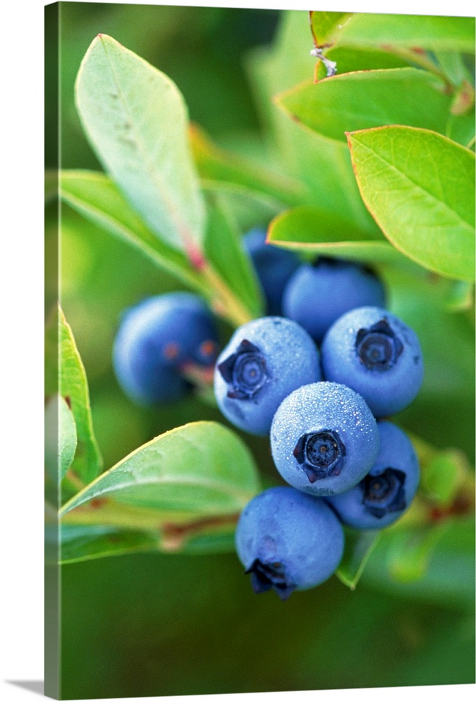 Blueberries. View of blueberries growing on their shrub (Vaccinium sp. ). These plants are native to North America, where ...