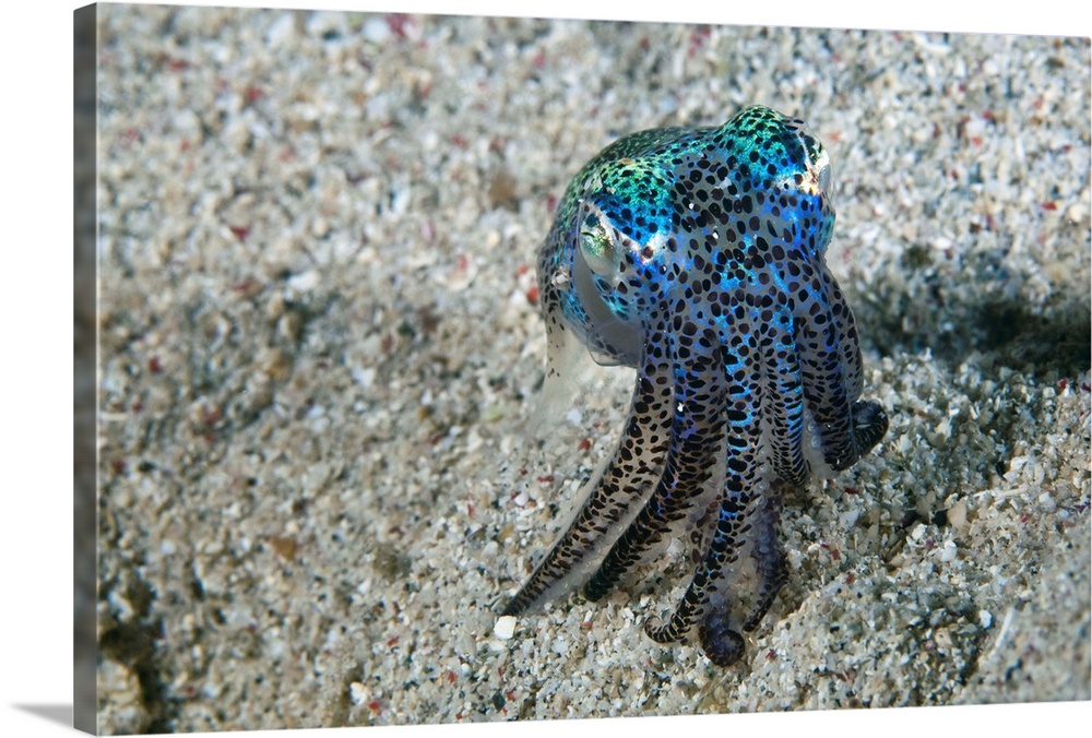 Bobtail squid (order Sepiolida) on the seabed. Like all squid, bobtail squid have small sacs of pigment beneath the surfac...