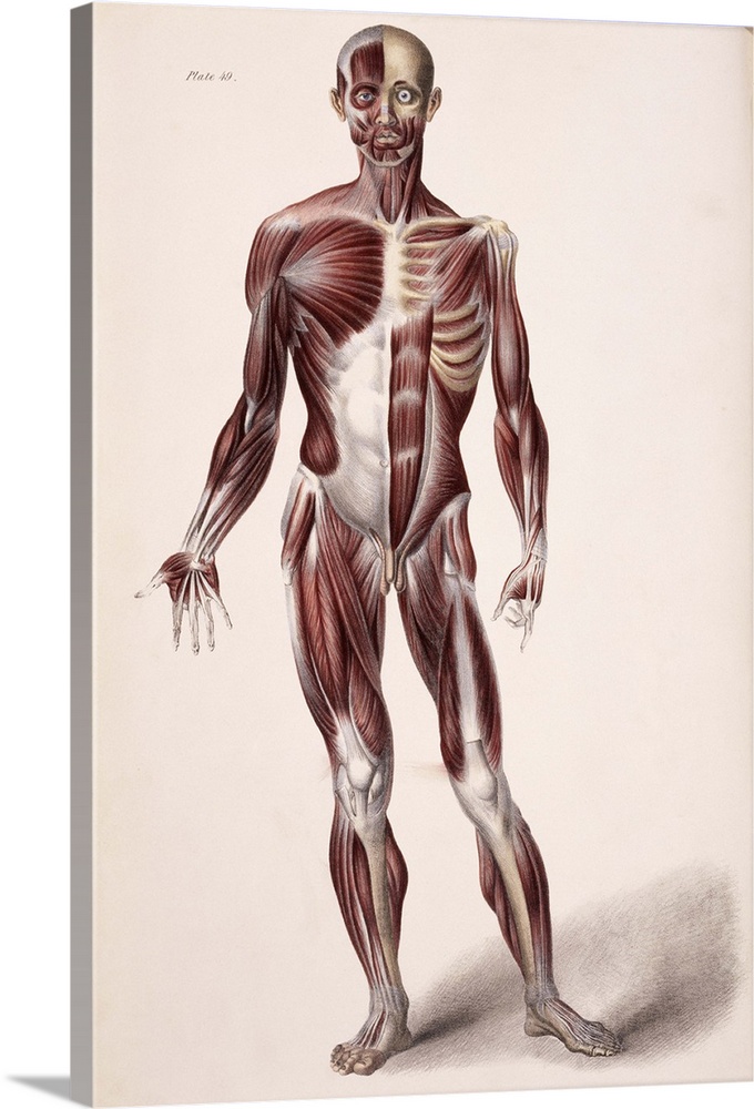 Body musculature. Historical artwork of the superficial (left) and deeper (right) layers of muscles (red) on the front of ...