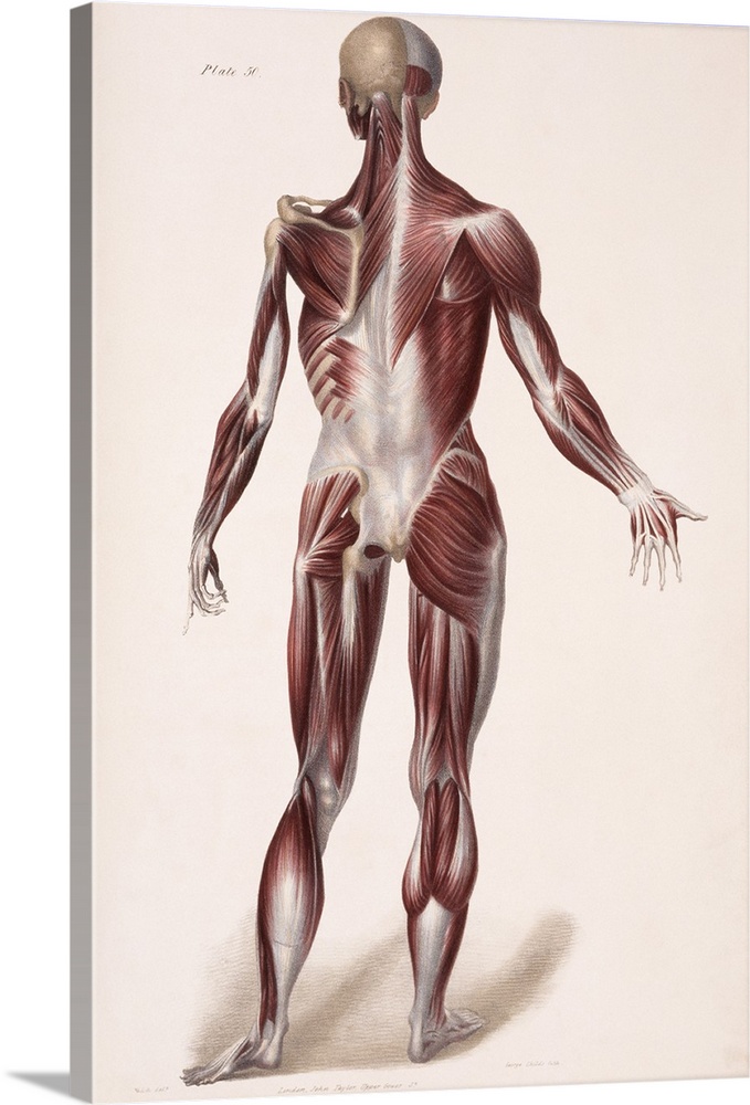 Body musculature. Historical artwork of the superficial (right) and deeper (left) layers of muscles (red) on the back of a...