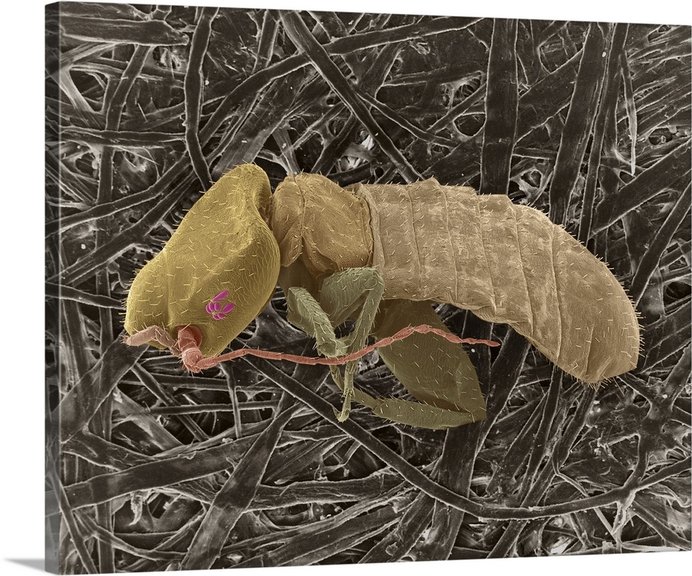 Coloured scanning electron micrograph (SEM) of Book louse on cellulose fibres (Liposcelis divinatorius). Liposcelis divina...