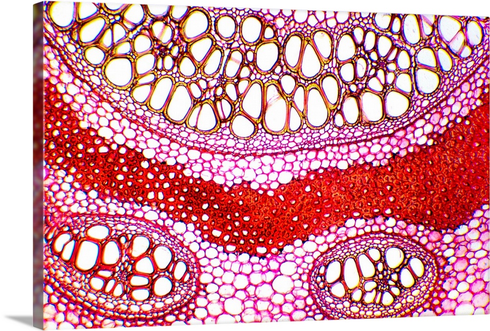 Bracken rhizome. Light micrograph of part of a cross-section through a rhizome from the bracken Pteridium aquilinum. The c...