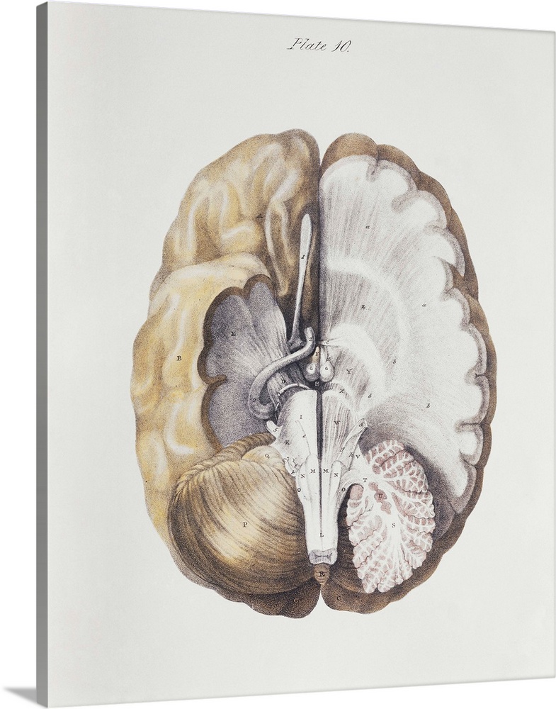 Brain anatomy. Historical anatomical artwork of internal brain structures. The brain is seen from below, with the front of...