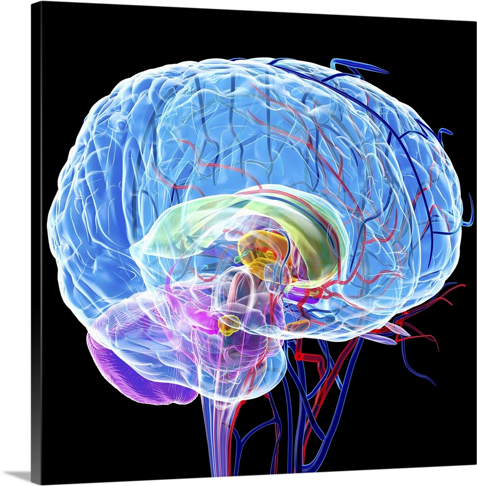 Brain anatomy, computer artwork. The cerebellum is purple the corpus callosum is green.