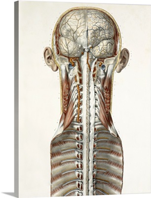 Brain and spinal cord, 1844 artwork