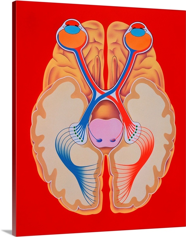 Brain Vision Track Brain and vision | Great Big Canvas