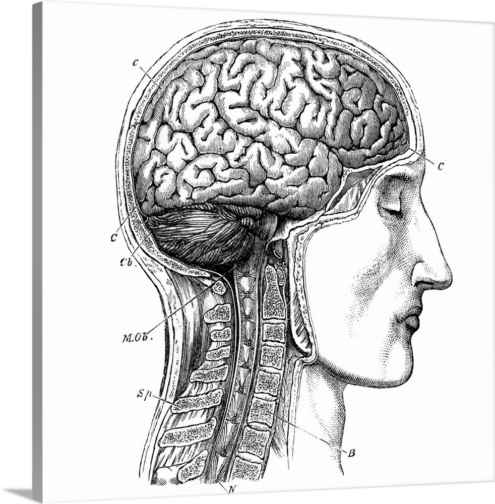 Brain anatomy, 19th century artwork. Artwork from the 1886 ninth edition of Moses and Geology (Samuel Kinns). This book wa...