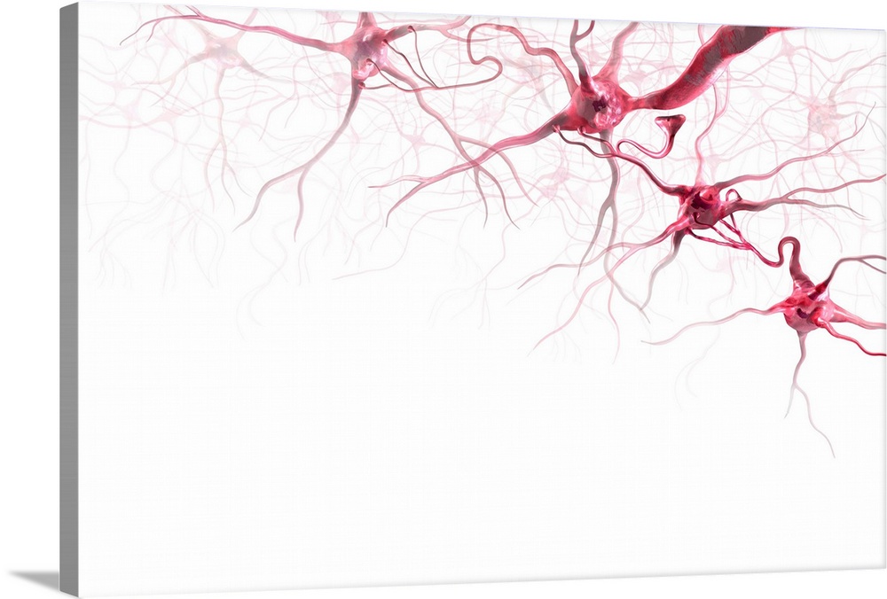 Brain cells. Computer artwork representing neurons (nerve cells) in the brain.