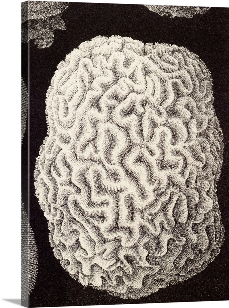 Brain coral, historical artwork. This hard coral is named for its convoluted skeleton that resembles the surface of a brai...
