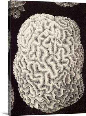 Brain coral, artwork