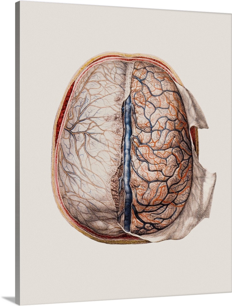 Brain meninges, historical anatomical artwork. This cranial (top) view of the brain (with front at the top) and its surrou...